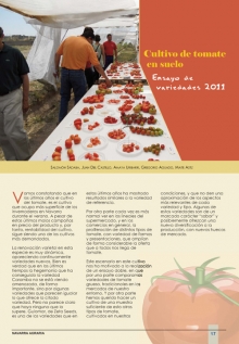 Cultivo de tomate en suelo