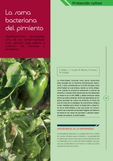 La sarna bacteriana del pimiento