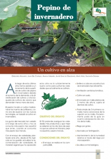 Pepino de invernadero.