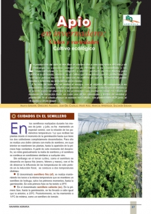 Apio en invernadero en cultivo ecológico