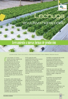 Lechuga en cultivo hidropónico.