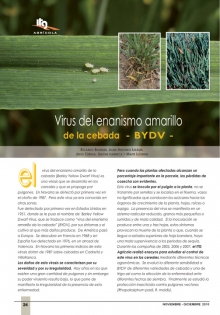 Virus del enanismo amarillo