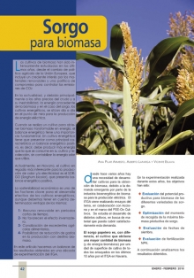 Sorgo para biomasa