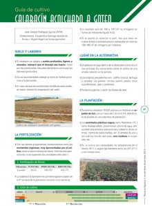 Guía de cultivo Calabacín acolchado a goteo