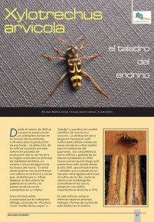 Xylotrechus arvicola. 