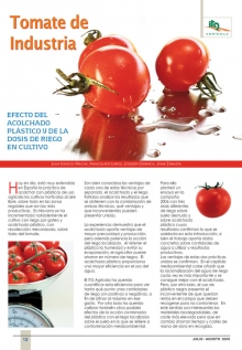 Tomate de industria