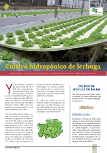 Cultivo hidropónico de lechuga