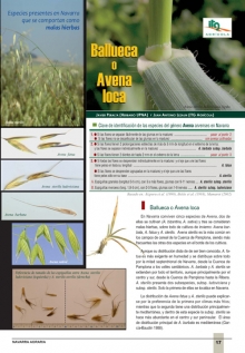 Ballueca o avena loca