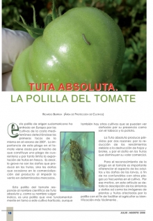 La polilla del tomate.