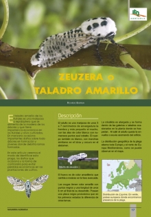 Zeuzera o taladro amarillo