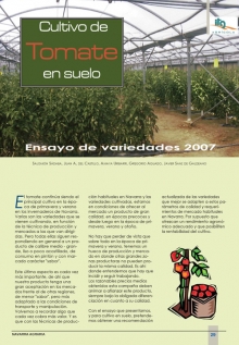 Cultivo de tomate en suelo.