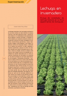 Lechuga en invernadero