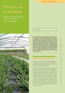 Achicoria en invernadero.