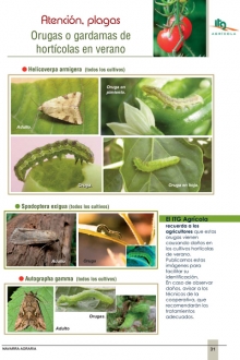 Atención plagas