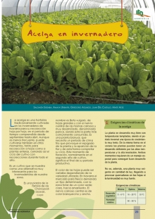 Acelga en invernadero