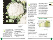 Variedades de coliflor