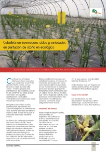 Cebolleta en invernadero