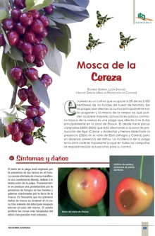 Mosca de la cereza