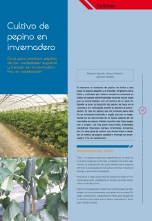 Cultivo de pepino en invernadero