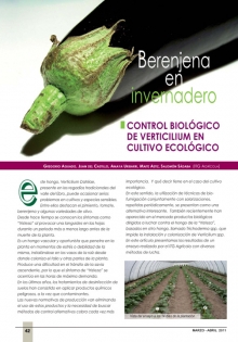 Berenjena en invernadero