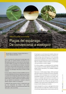 Plagas del espárrago