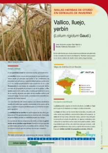 Vallico, lluejo o yerbín