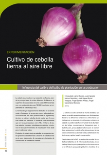 Cultivo de cebolla tierna al aire libre