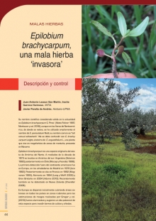 Epilobium 