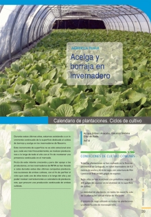 Acelga y borraja en invernadero