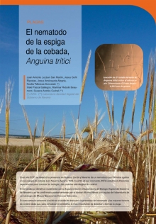 El nematodo de la espiga de la cebada, Anguina tritici