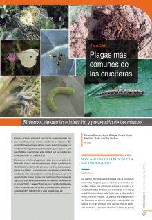 Plagas más comunes de las crucíferas