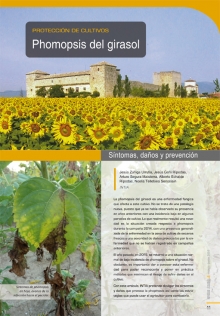 Phomopsis 
