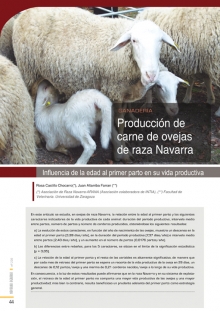 Producción de carne de ovejas de raza Navarra