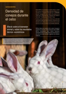 Densidad de conejos durante el cebo