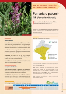 Fumaria officinalis