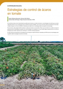 Tomate 