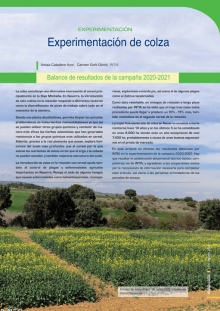 Experimentación de colza