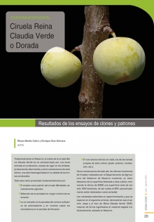 Ciruela Reina Claudia 