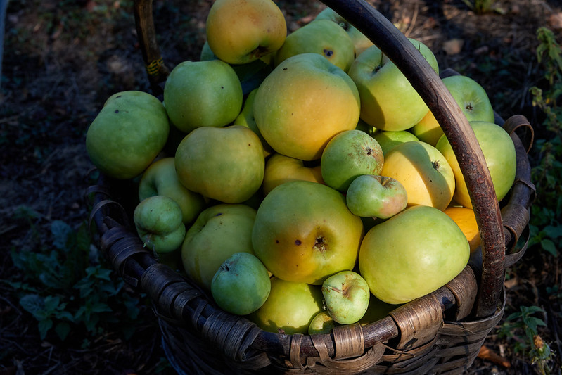 Agricultura y tecnologías sostenibles en el taller sobre manzana ecológica
