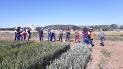 Profesionales de la agricultura visitan los ensayos de cereal ecológico de INTIA