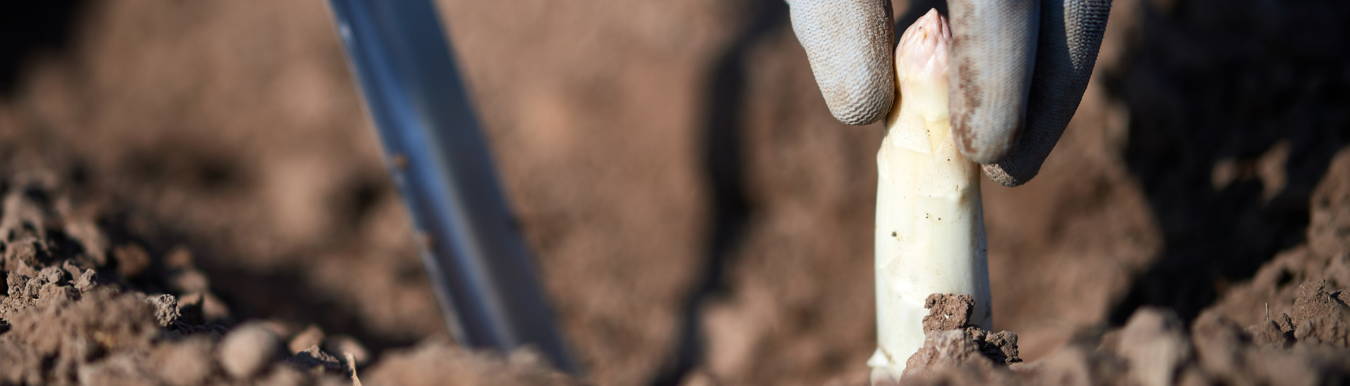 Campaña del Espárrago de Navarra