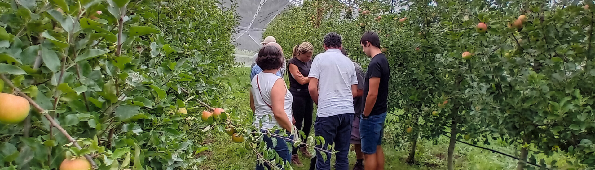 Visitas manzanos en Lleida