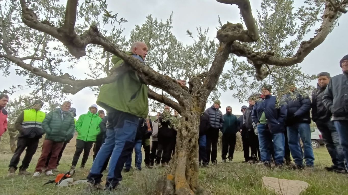 formacion en la poda de olivo