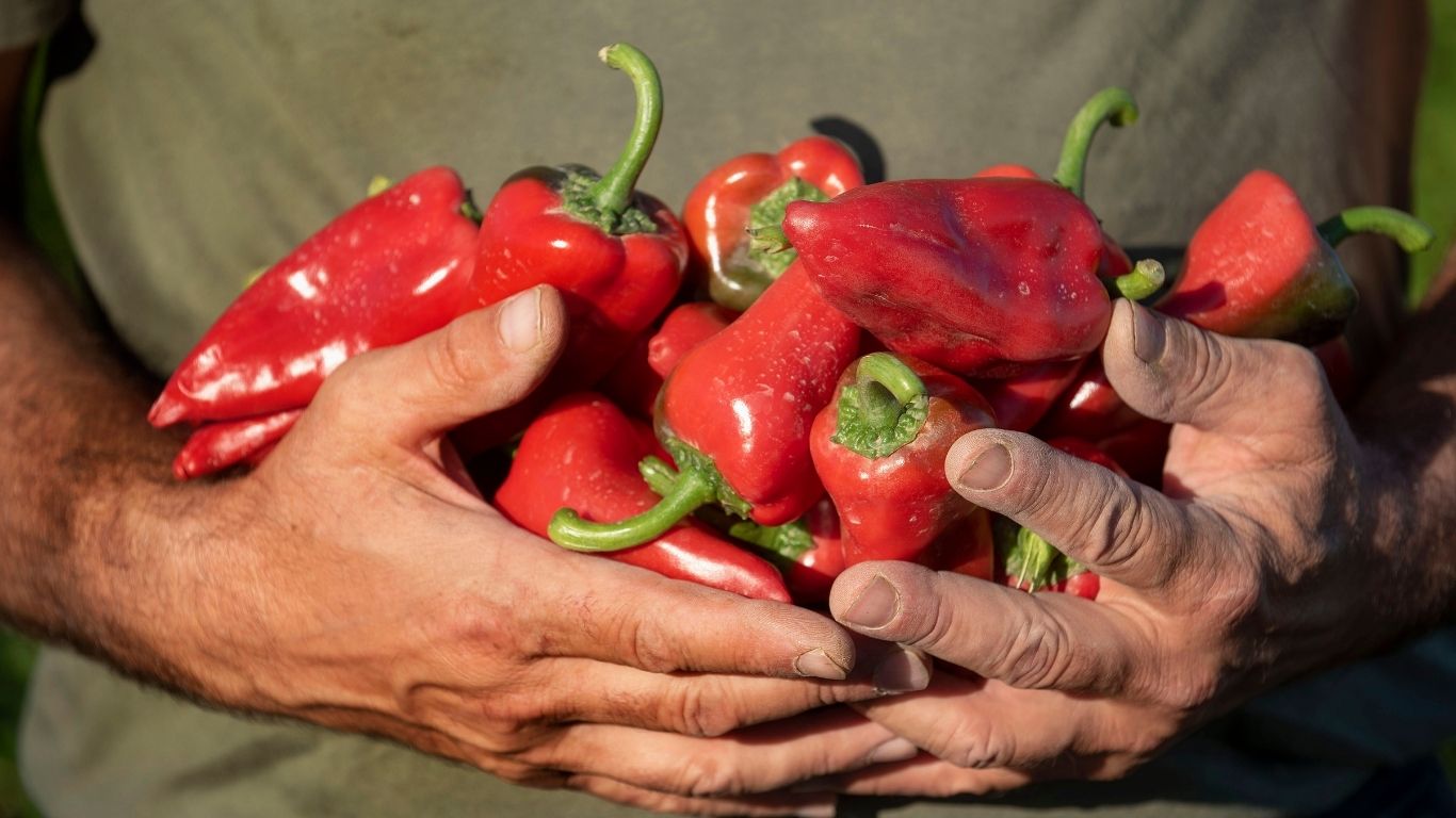 piquillo de lodosa