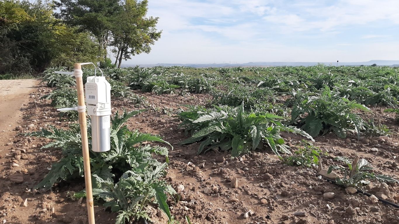 confusion sexual alcachofa