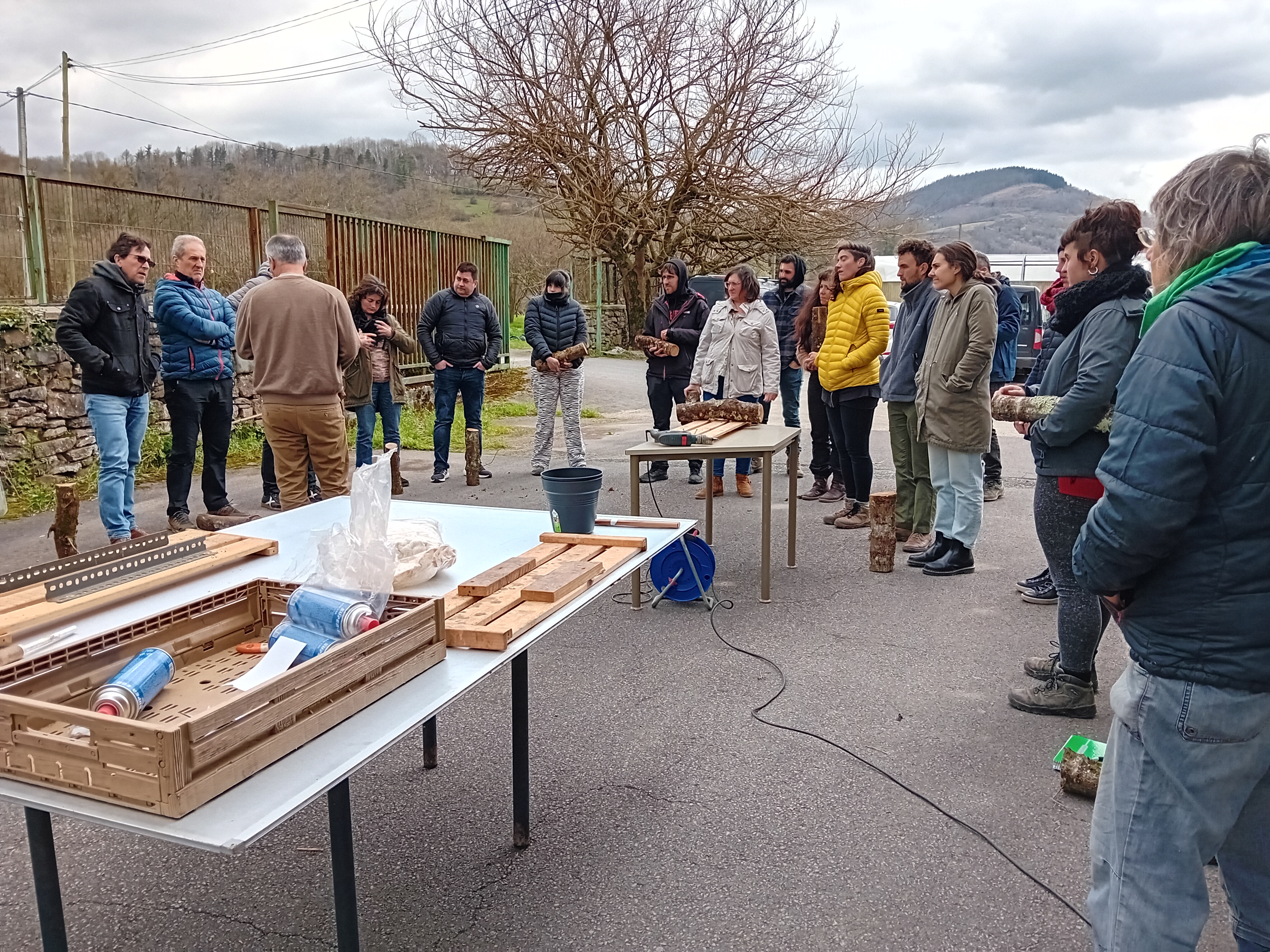 momento de la formación de shiitake
