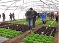 INTIA atrae la atención del sector de la lechuga con una jornada demostrativa en Sartaguda orientada a la producción en invernadero