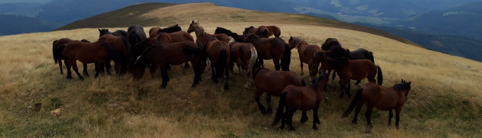 PastoreoOpen2preserve