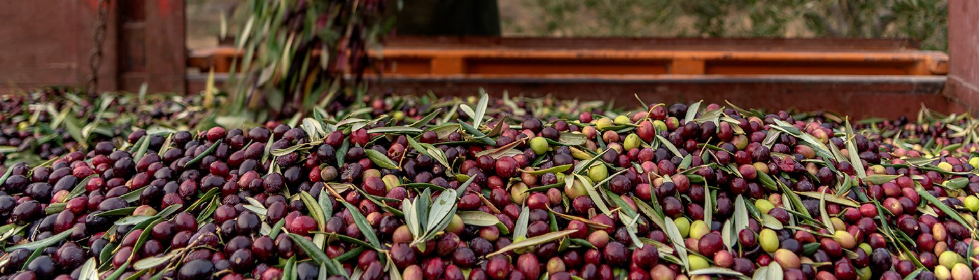 recogida aceituna NAVARRA INTIA
