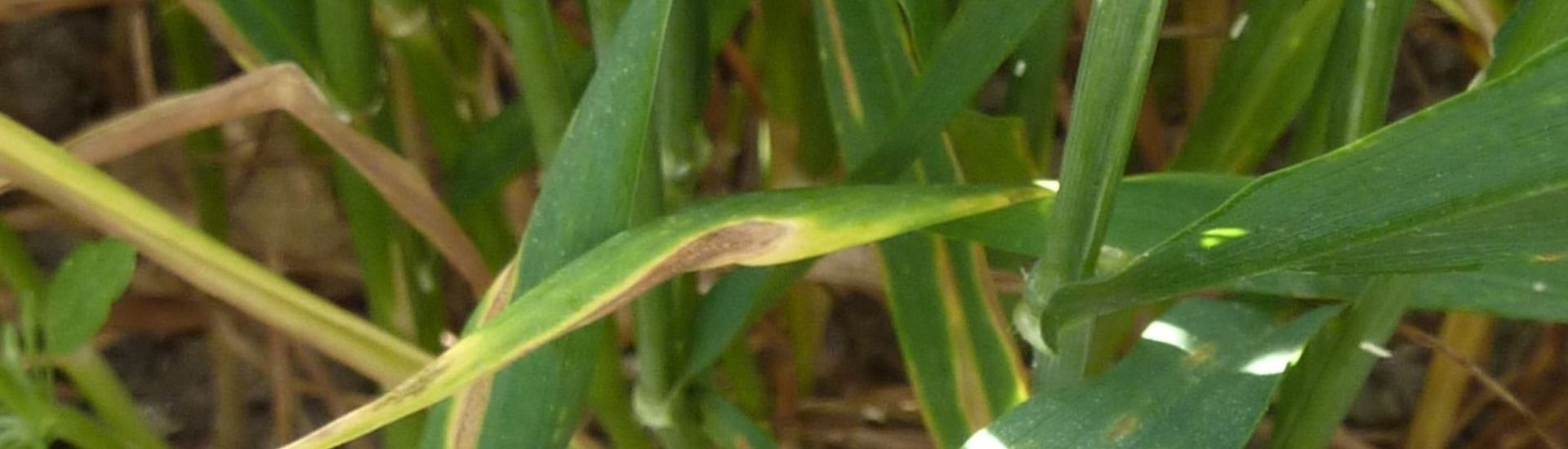 septoria